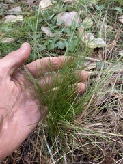 Deschampsia elongata