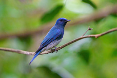 Cyanoptila cumatilis