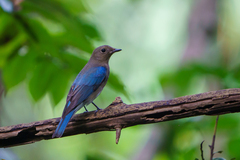 Cyanoptila cumatilis