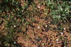 Convolvulus graminetinus