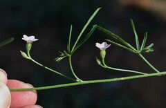 Convolvulus graminetinus