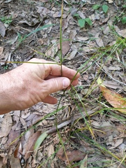 Cyperus tetraphyllus
