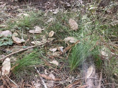 Deschampsia elongata