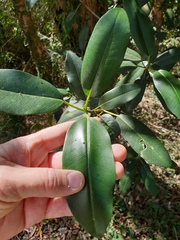 Ficus rubiginosa