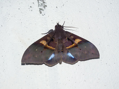 Ischyja inferna