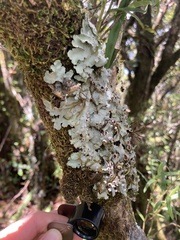 Lobariaceae