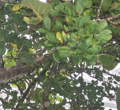 Trichilia havanensis