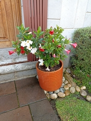 Mandevilla sanderi