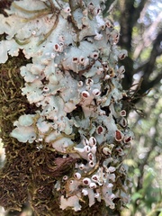 Lobariaceae