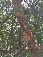 Trichilia havanensis