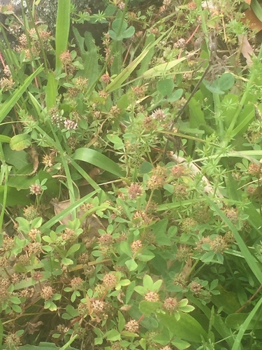 Trifolium glomeratum observed 2022-11-29