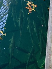 Centropomus undecimalis