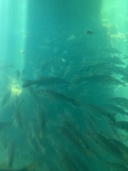 Centropomus undecimalis