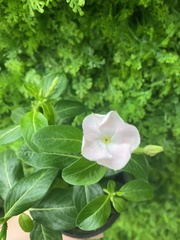 Impatiens sodenii