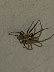 Kukulcania hibernalis