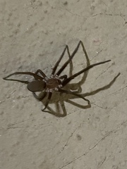 Kukulcania hibernalis