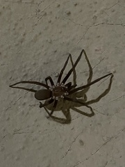 Kukulcania hibernalis