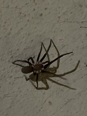 Kukulcania hibernalis