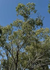 Eucalyptus coolabah