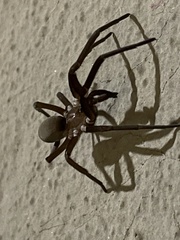 Kukulcania hibernalis