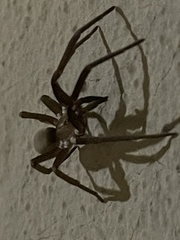 Kukulcania hibernalis