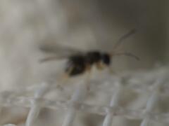 Cynipoidea