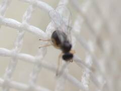 Cynipoidea