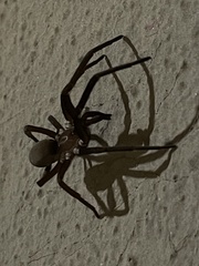 Kukulcania hibernalis