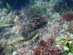 Halichoeres semicinctus