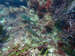 Halichoeres semicinctus