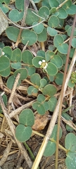 Caryophyllaceae