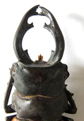 Odontolabis cuvera cuvera