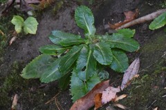 Micranthes micranthidifolia