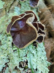 Auricularia polytricha