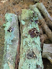 Auricularia polytricha