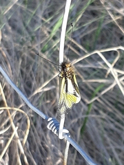 Libelloides coccajus