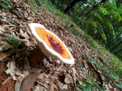 Fungi