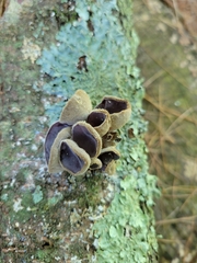 Auricularia polytricha