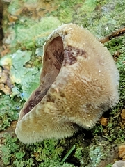 Auricularia polytricha