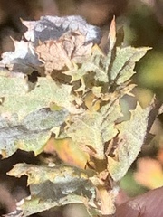 Cystotheca lanestris