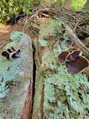 Auricularia polytricha