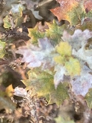 Cystotheca lanestris