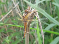 Libellula fulva