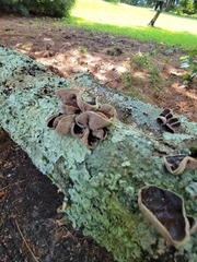 Auricularia polytricha