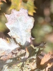 Cystotheca lanestris