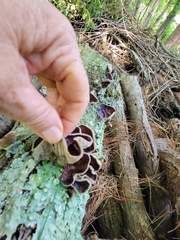 Auricularia polytricha