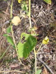 Sida cordifolia