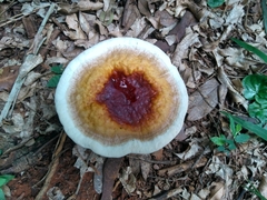 Fungi