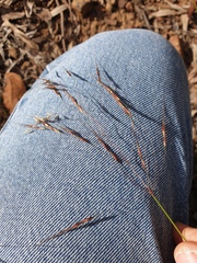 Capillipedium spicigerum