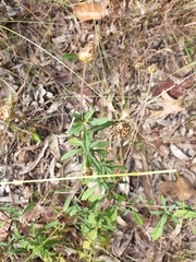 Centratherum riparium